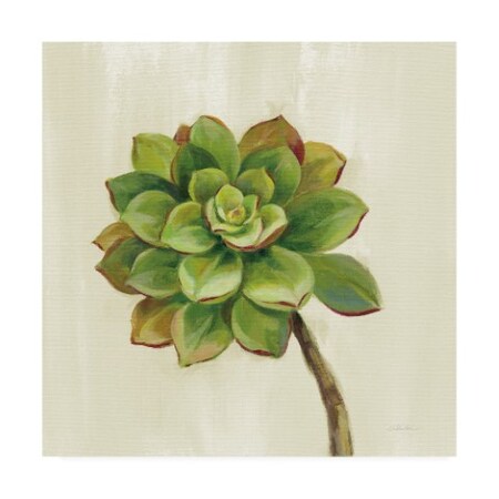 Trademark Fine Art Silvia Vassileva 'Front Yard Succulent Iv' Canvas Art, 18x18 WAP10290-C1818GG